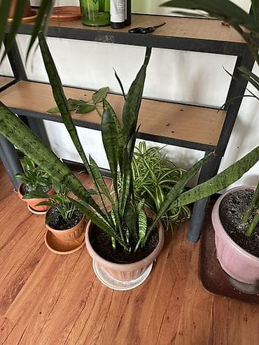 домашние растения: Комнатные растения в горшках — коллекция для дома и офиса. В — 10