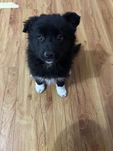 отдам даром щенят: Собака даром: Дворняжка, 2 месяца, Самка — 1