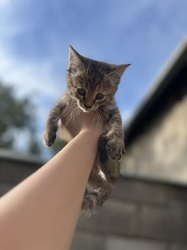 кошк: Отдаются даром маленькие котята! 🐈‍⬛ Ищут заботливые дома,где будут — 1