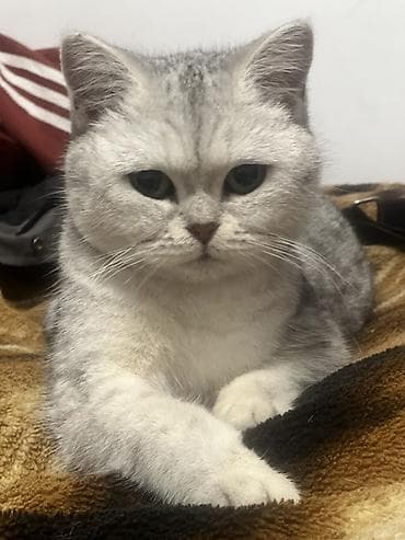 Британская короткошёрстная кошка, окрас серебристая шиншилла (silver