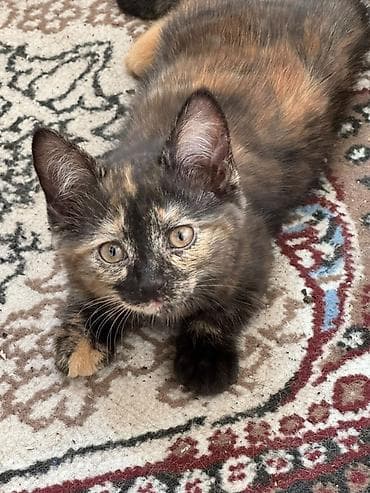 Отдам даром кошку: Кошка даром: Беспородная, 3 месяца, Мальчик, Приучена к лотку — 2