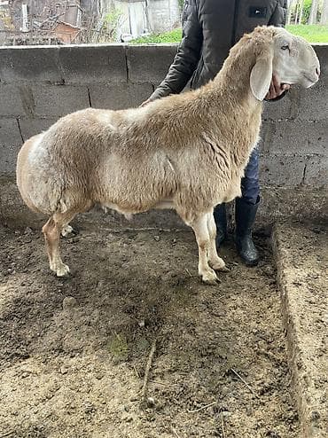 бараны самка: Продаю | Баран (самец) | Арашан | Для разведения | Осеменитель — 3