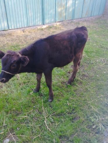 купить рабочую охотничью собаку: Продаю | Музоо, торпок — 2