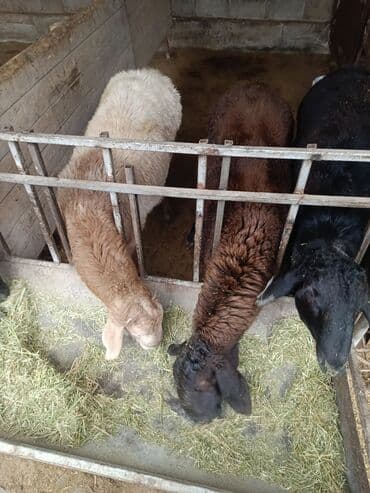где можно купить кошку в бишкеке: Продаю | Ягненок, Баран (самец) | Арашан | На забой, Для разведения, Для шерсти | Племенные, Осеменитель — 9