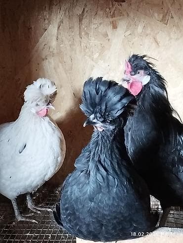белый леггорн: Продаю карликов. петушок и 3 курочки. 5 месяцев начинают — 1