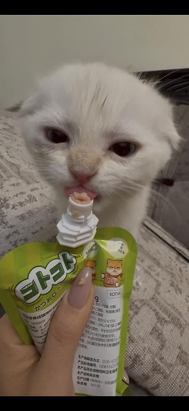 плюшевый кот: Шотландский вислоухий котёнок, окрас белый (cream/white). Круглая — 5