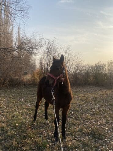 зоомагазин бишкек с животными: Продаю | Жеребенок | Полукровка | Рабочий — 3