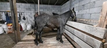 собака дом: Продаю | Конь (самец), Жеребенок | Полукровка | Для разведения, Конный спорт | Племенные — 7