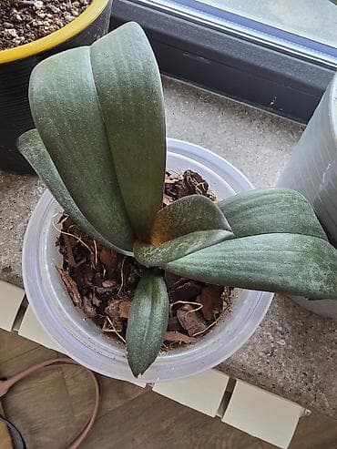 орхидей: Орхидеи фаленопсис — комнатные растения в прозрачных горшках — 1