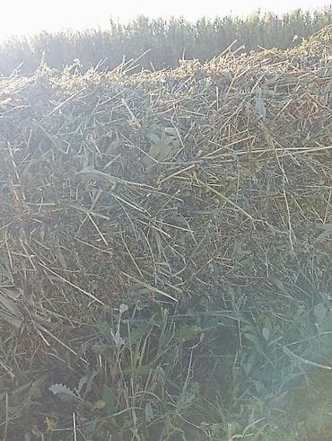 зерно мет: Сено в тюках (луговое/бобово-злаковое) - Упаковка: прямоугольные тюки — 1