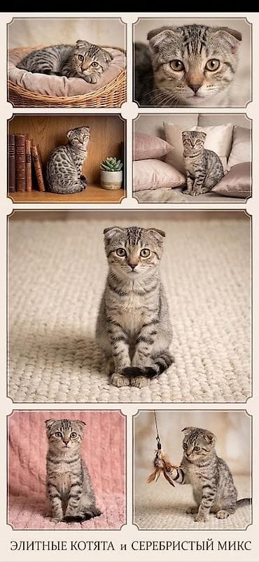 кошка балыкчы: Бенгальская, 3 месяца, Девочка, Приучена к лотку — 4