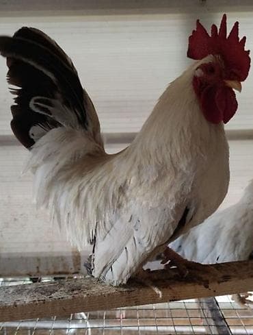 Аквариумдар: На продажу кур петух шабо карликовая порода — 3