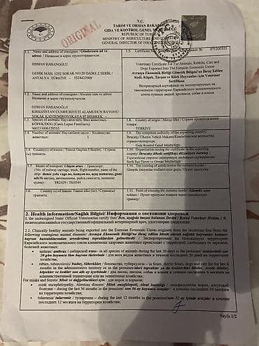 купить той терьера: Порода Собак, Zerdava/Зердава ( ТУРЕЦКАЯ порода собак). Можете за — 10