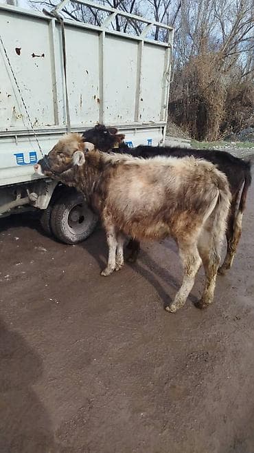 лошади чистокровные: Продаю | Тёлка | Полукровка | На откорм | Привязанные — 2