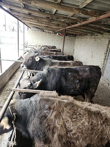 купить черного петуха: Продаю | Бык (самец) | На откорм | Привязанные — 1