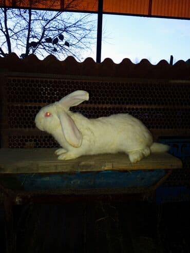 Зоотовары: Продаю кролиха два кролихи и один крол прошу по 1800 ступлю реальному — 7