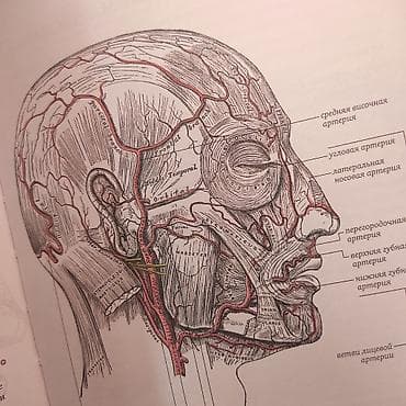 атлас анатомия: Анатомия с иллюстрациями из классической "Анатомии Грея" Кристофер — 4