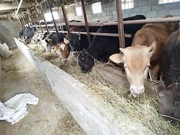 Айыл-чарба жаныбарлары: Сатам | Бука (эркек) | Бордоп семиртүү үчүн | Байланган — 3