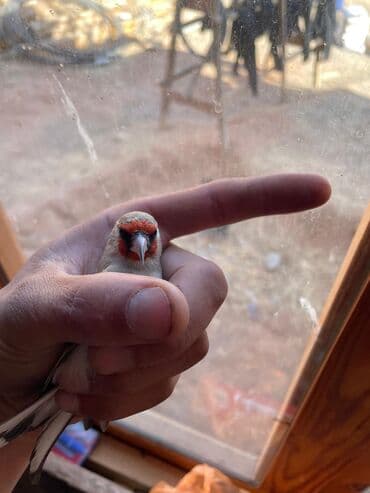 собаки для охраны: Щегол — 2