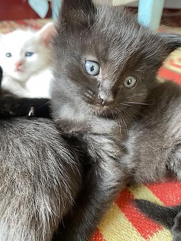 Котята Даром! Срочно срочно! Каракол — 2