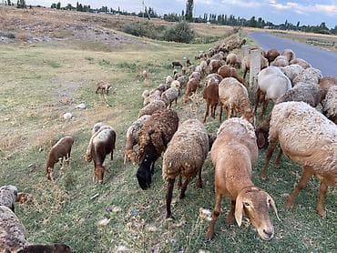 бараны аршан: Продаю | Овца (самка) | Гиссарская, Полукровка, Арашан | На забой, Для разведения — 4
