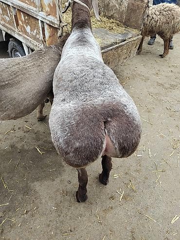 овчарка даром: Продаю | Баран (самец) | Для разведения | Племенные — 2