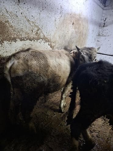 Айыл-чарба жаныбарлары: Сатам | Бука (эркек) | Аргын, Алатоолук | Бордоп семиртүү үчүн, Көбөйтүү үчүн | Жасалма уруктандырылган, Байланган — 3