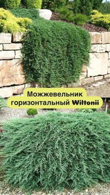 можевельник: Саженцы деревьев: Туи, Платная доставка, Самовывоз — 3