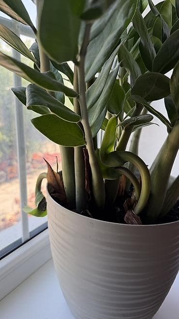 суу насоз: Замиокулькас (долларовое дерево) в декоративном горшке. - Куст — 3