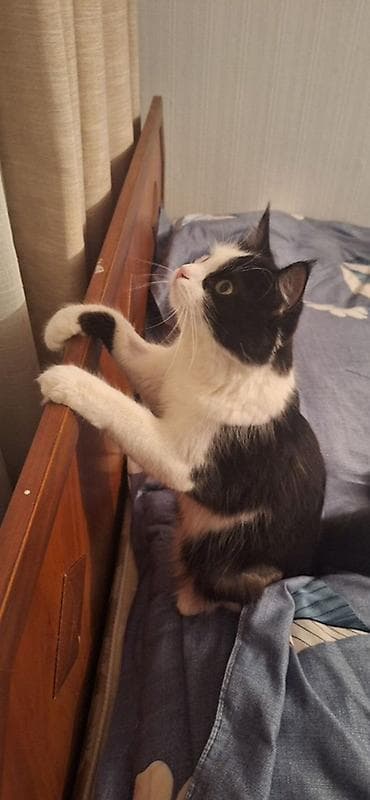 scottish fold: Кошка даром: Беспородная, 3 года, Девочка, Приучена к лотку — 2