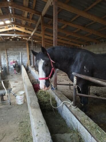 сколько стоит собака породы доберман: Сатам | Жылкы (эркек) | Жумушка | Асыл тукумдуу — 7