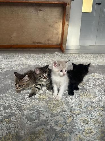 Мышыктар: Отдадим в добрые руки котят — 6