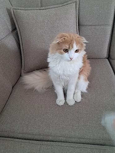 животные кот: Шотландская вислоухая кошка (скоттиш-фолд), окрас бисквитно-белый. - — 4