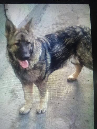 собака ош: Восточноевропейская овчарка, 7 месяцев, Самка, С прививкой — 2