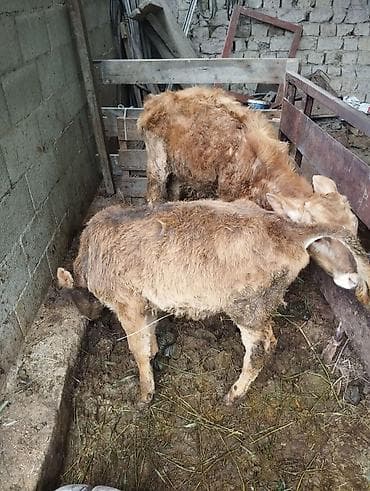 тюки сена купить: Продаю | Бык (самец) | Полукровка | На откорм | Привязанные — 6