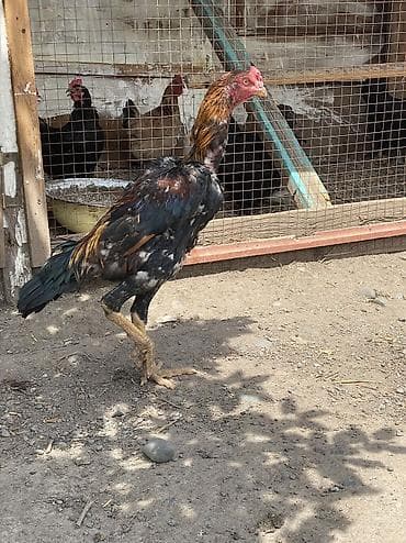 лапки куриные: Продаю | Петух | Бойцовая | Для разведения — 8