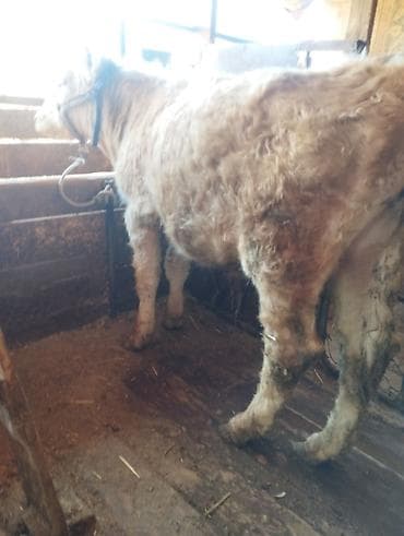 дакан бойцовский: Продаю | Бык (самец) | Герефорд, Симментальская — 5