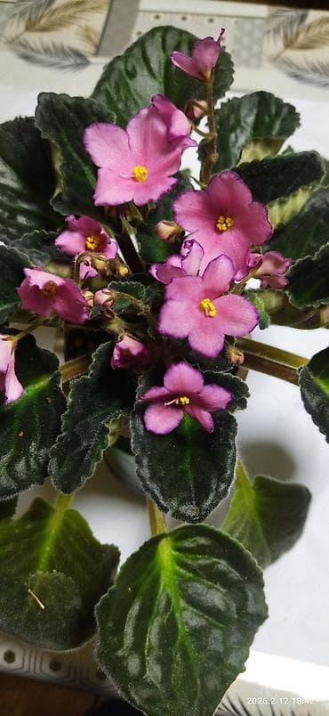 Хозтовары: Сенполии (фиалки) сортовые. В наличии на фото: - Мексиканский Тушкан — 4