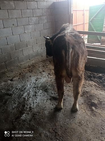 сколько стоит вислоухие кошки: Продаю | Бык (самец) | Полукровка | На откорм | Привязанные — 3