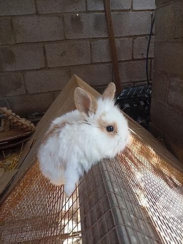 собака такса щенок: Карликовые декоративные кролики (пуховые «львиноголовые» типаж). - — 8