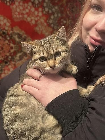 Беспородная, 7 месяцев, Мальчик, С прививками, Проглистована