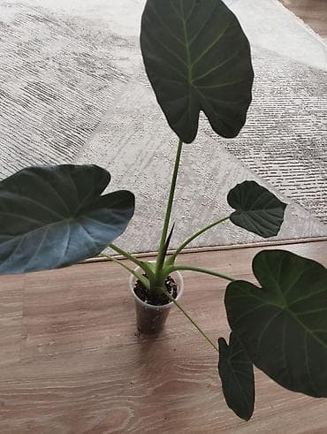 Алоказия Регал Шилдс самый не капризный сорт