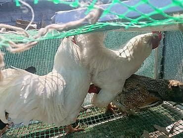 броллер цыплята: Продаю | Петух | Для разведения — 5