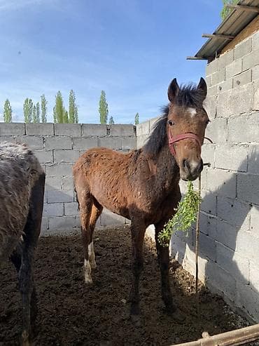 животные собаки: Продаю | Жеребенок | Конный спорт — 2