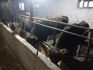 сколько стоит корова 2023: Продаю | Бык (самец) — 2