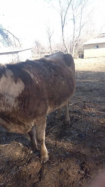 Сатам | Уй (ургаачы) | Көбөйтүү үчүн | Байланган — 3