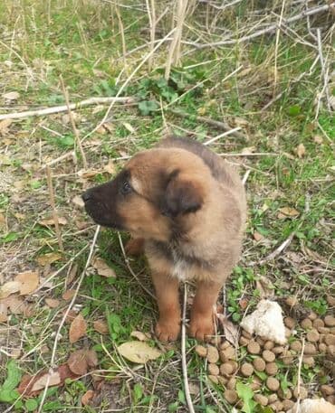 отдам в добрые руки: Собака даром: Дворняжка, 10 месяцев, Самка — 5