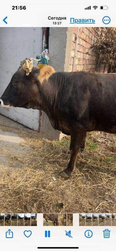 продаю породистых коров: Продаю | Корова (самка) | Для молока | Привязанные — 9