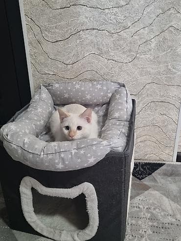 отдам даром котенка бишкек: Отдам даром в хорошии руки 5 месяцев котенку, смешанная порода, не — 3