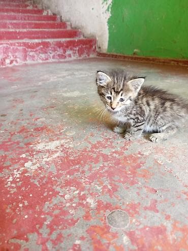 приют котят: Кошка даром: Беспородная, 1 месяц, Девочка — 1